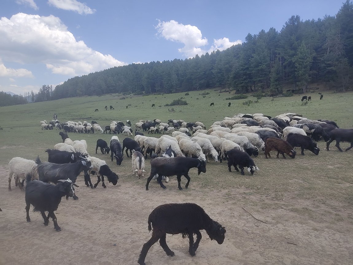 आजका तस्बिर- जेठ २६