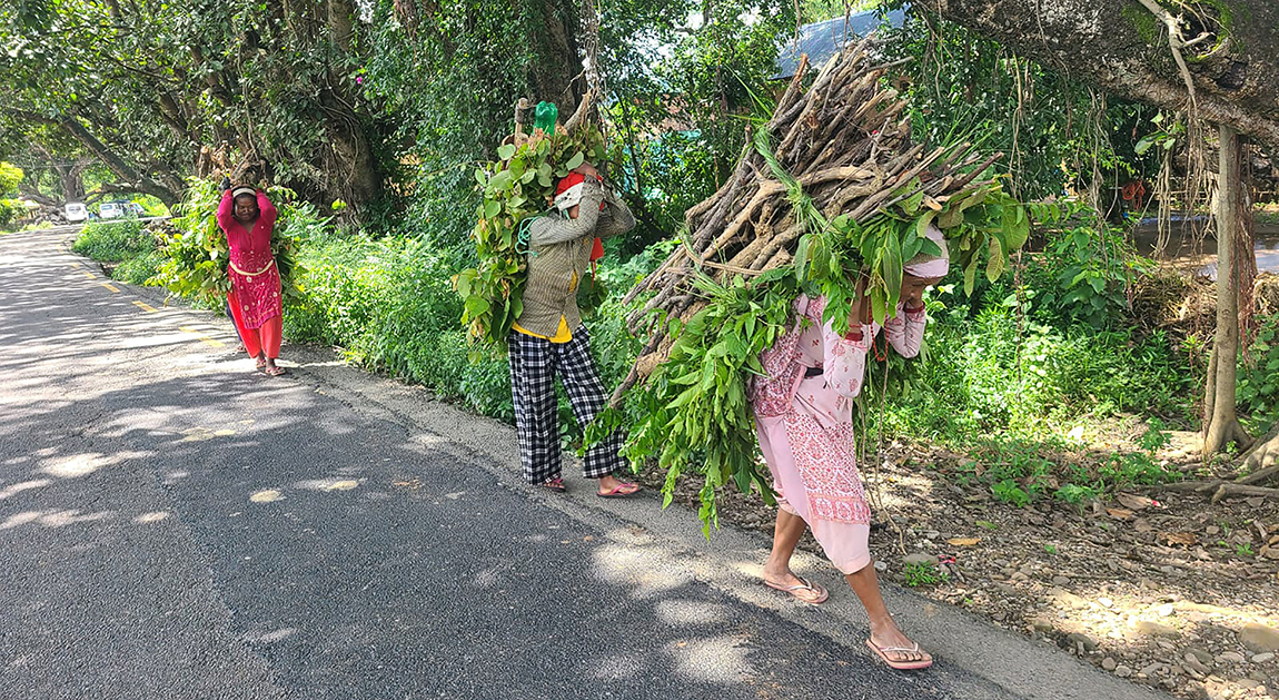आजका तस्बिर- भदौ ५