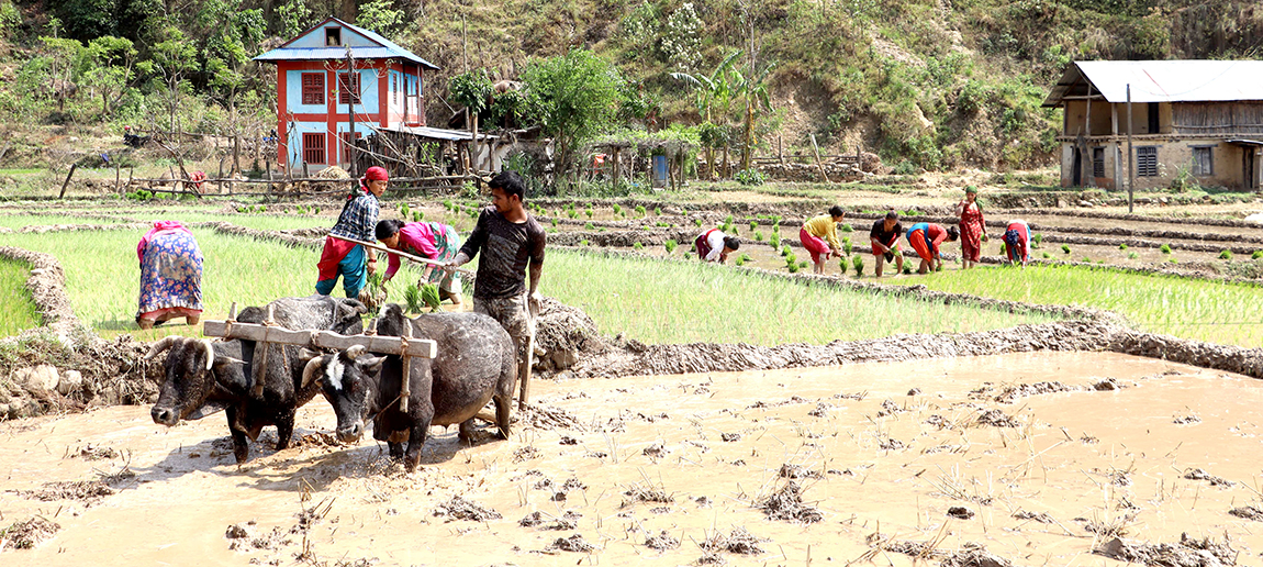आजका तस्बिर- वैशाख ४