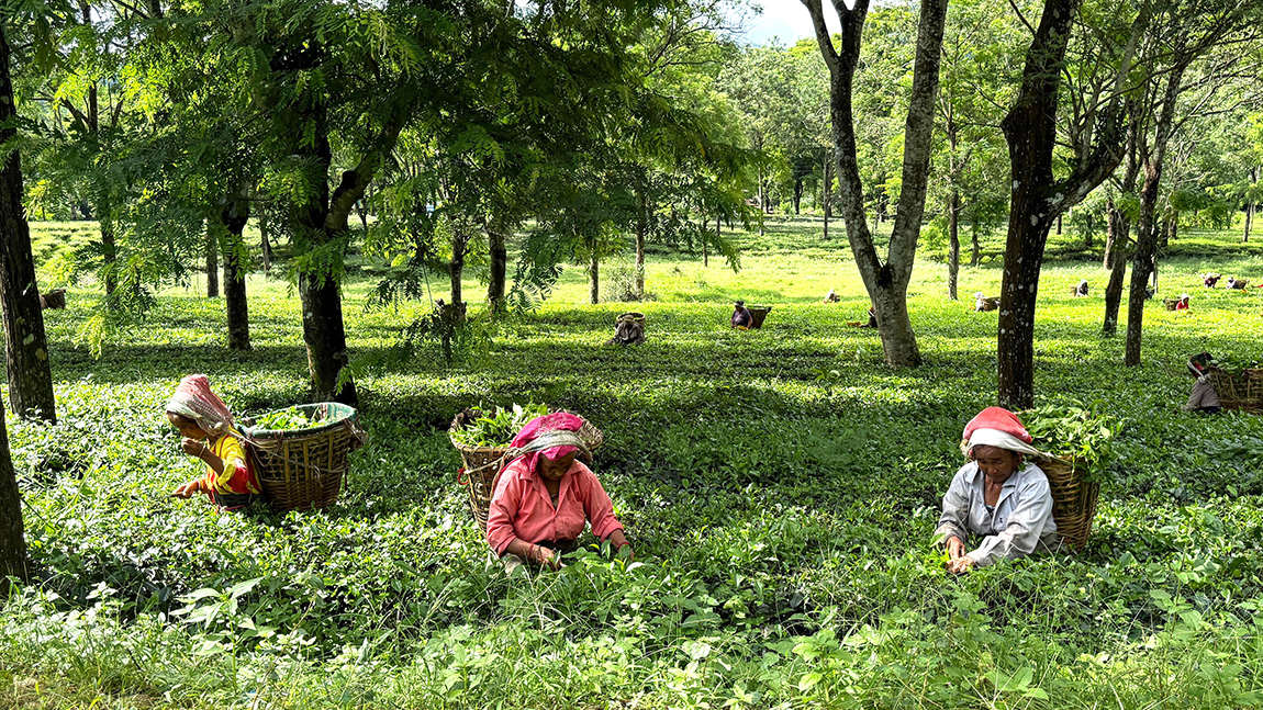आजका तस्बिर- साउन ३१