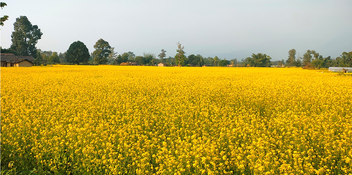 आजका तस्बिर- मंसिर २६
