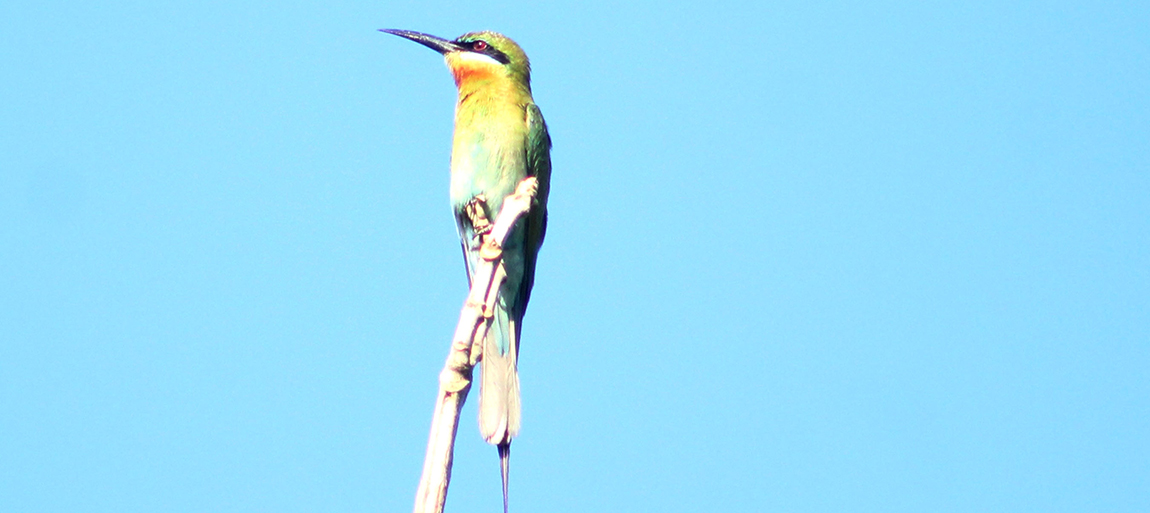 आजका तस्बिर- जेठ २३
