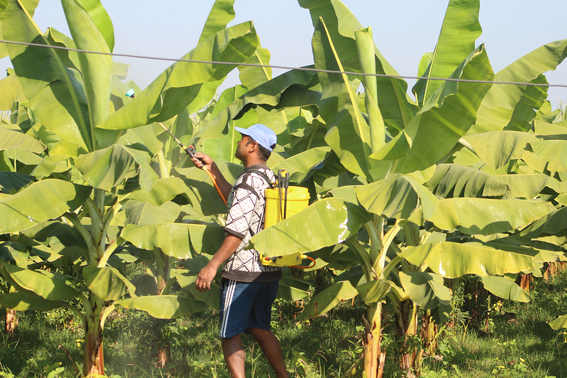 आजका तस्बिर- मंसिर १७