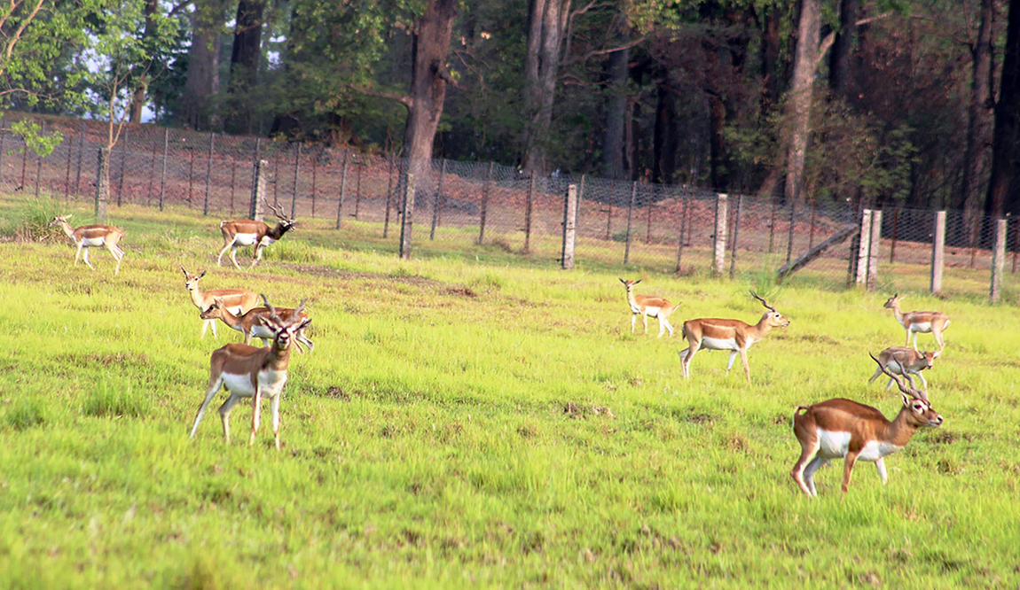 आजका तस्बिर- जेठ २