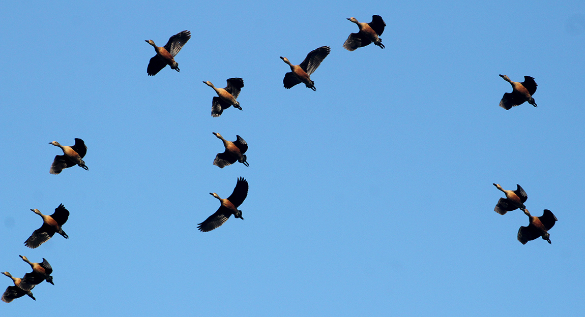 आजका तस्बिर- चैत ६