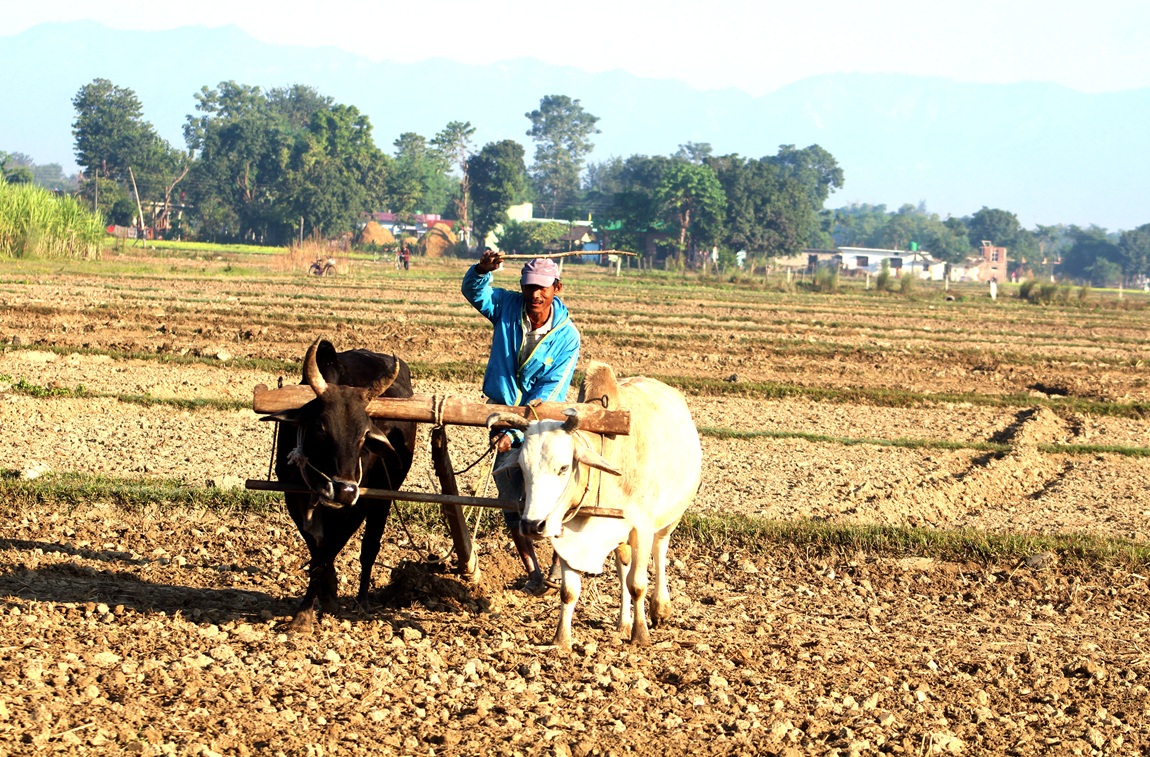 आजका तस्बिरः कात्तिक ३०