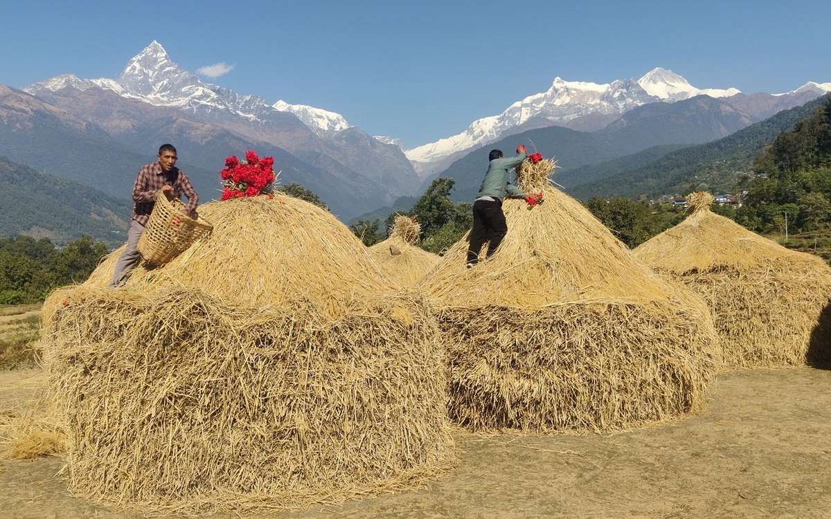 आजका तस्बिर- मंसिर १२