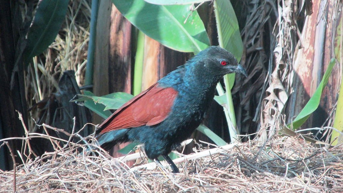 आजका तस्बिर- पुस ५