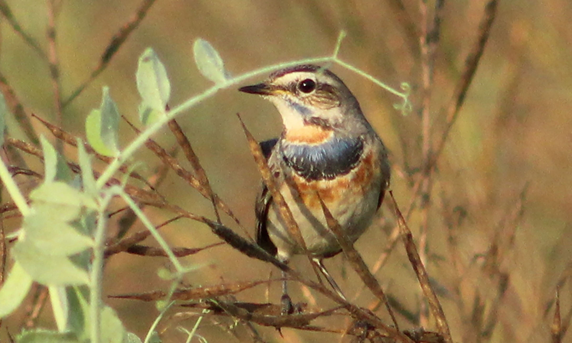 आजका तस्बिर- चैत २०