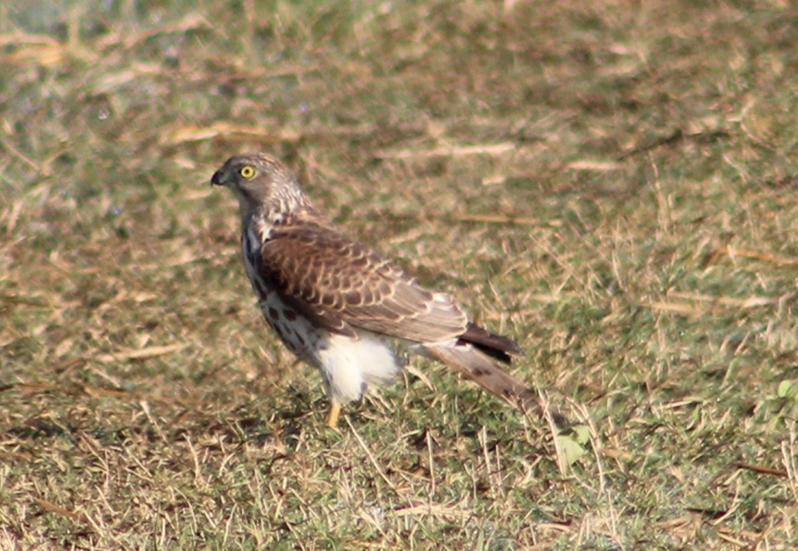 आजका तस्बिरः कात्तिक ३०