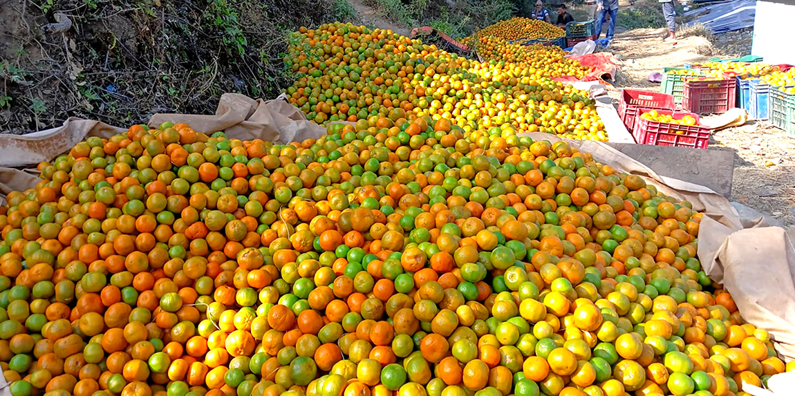 आजका तस्बिर- मंसिर १९