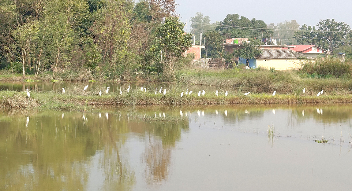 आजका तस्बिर- मंसिर १०