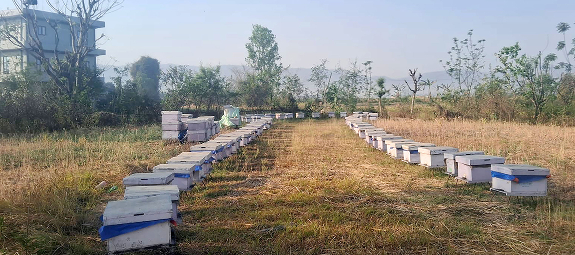 आजका तस्बिर- चैत २४