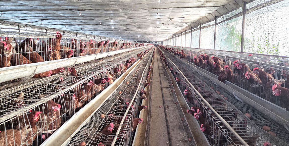 आजका तस्बिर- असोज २१