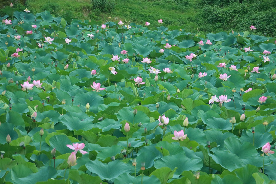 आजका तस्बिर- भदौ ८
