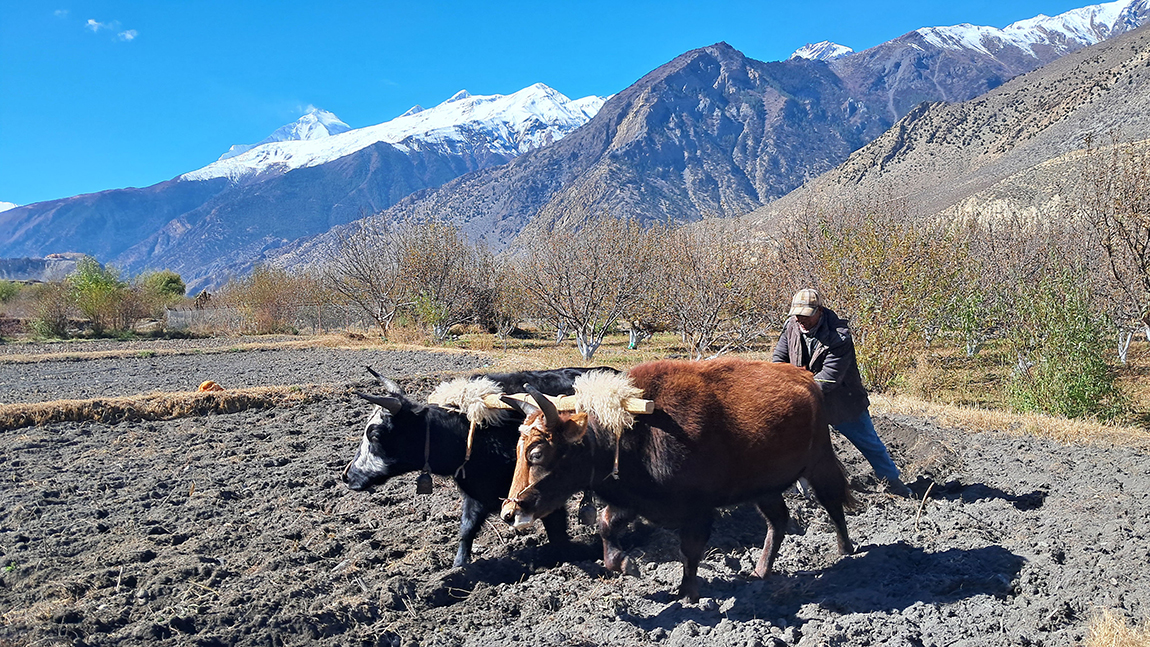 आजका तस्बिर- मंसिर २