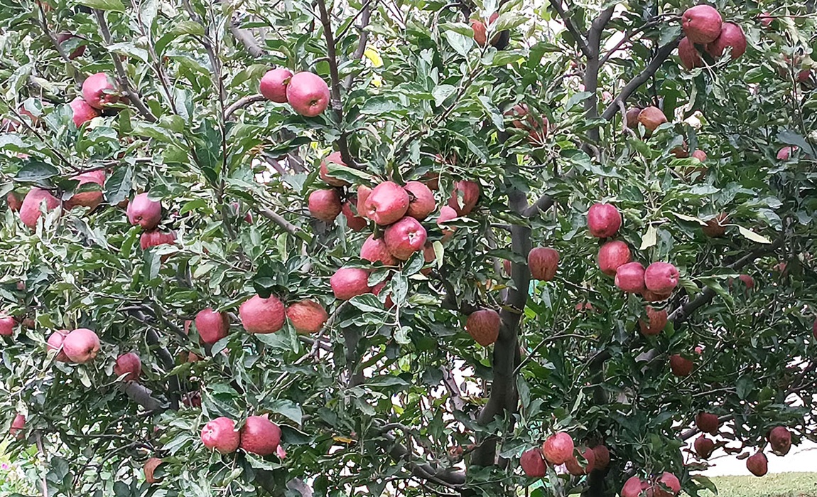 आजका तस्बिर- भदौ १५