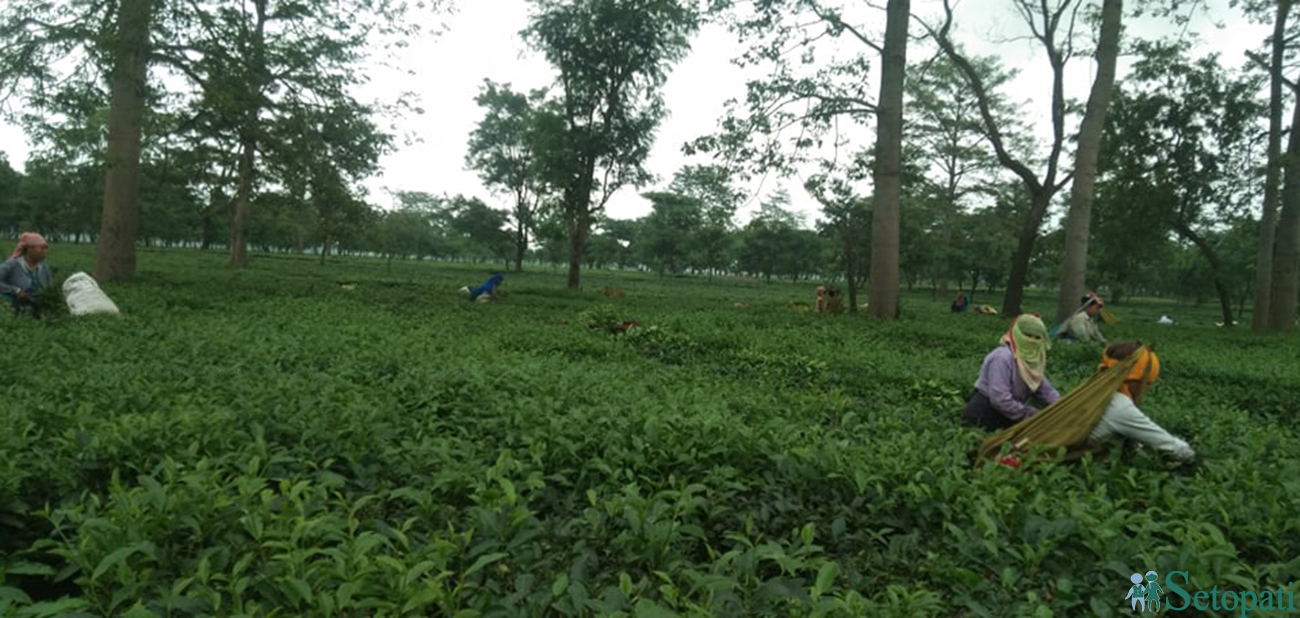 फाइल तस्बिर