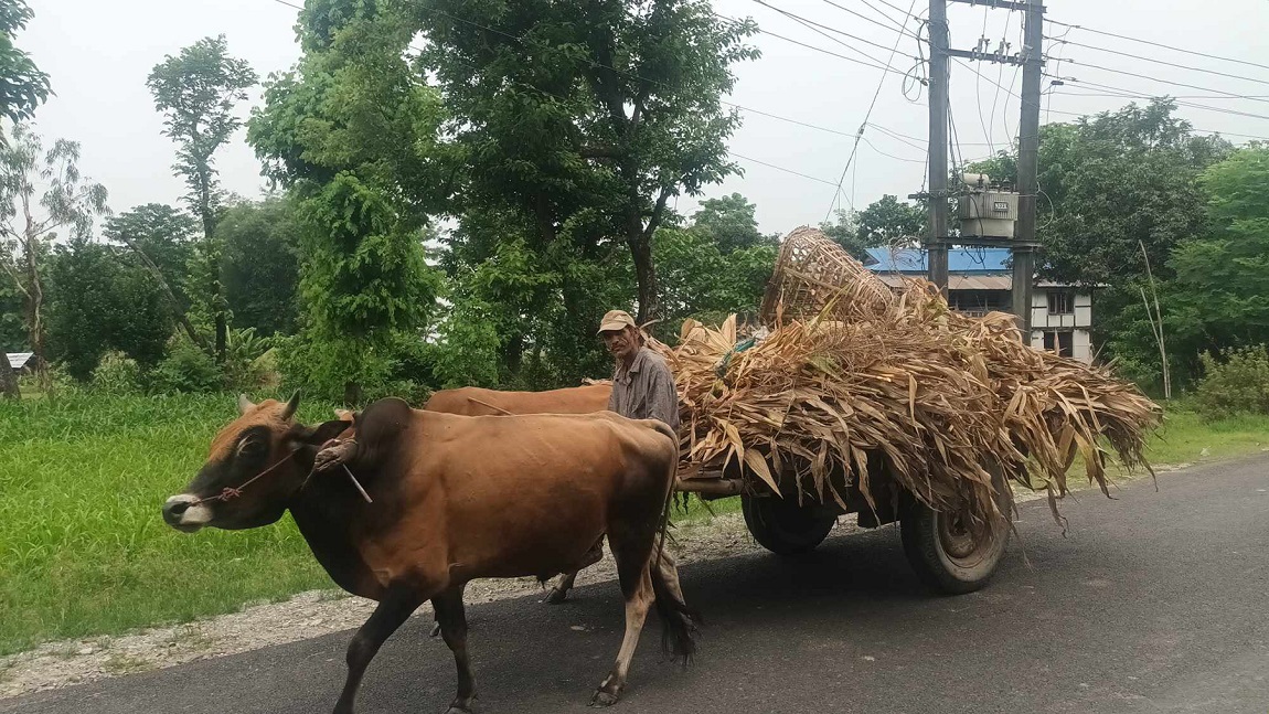 आजका तस्बिर- जेठ २९