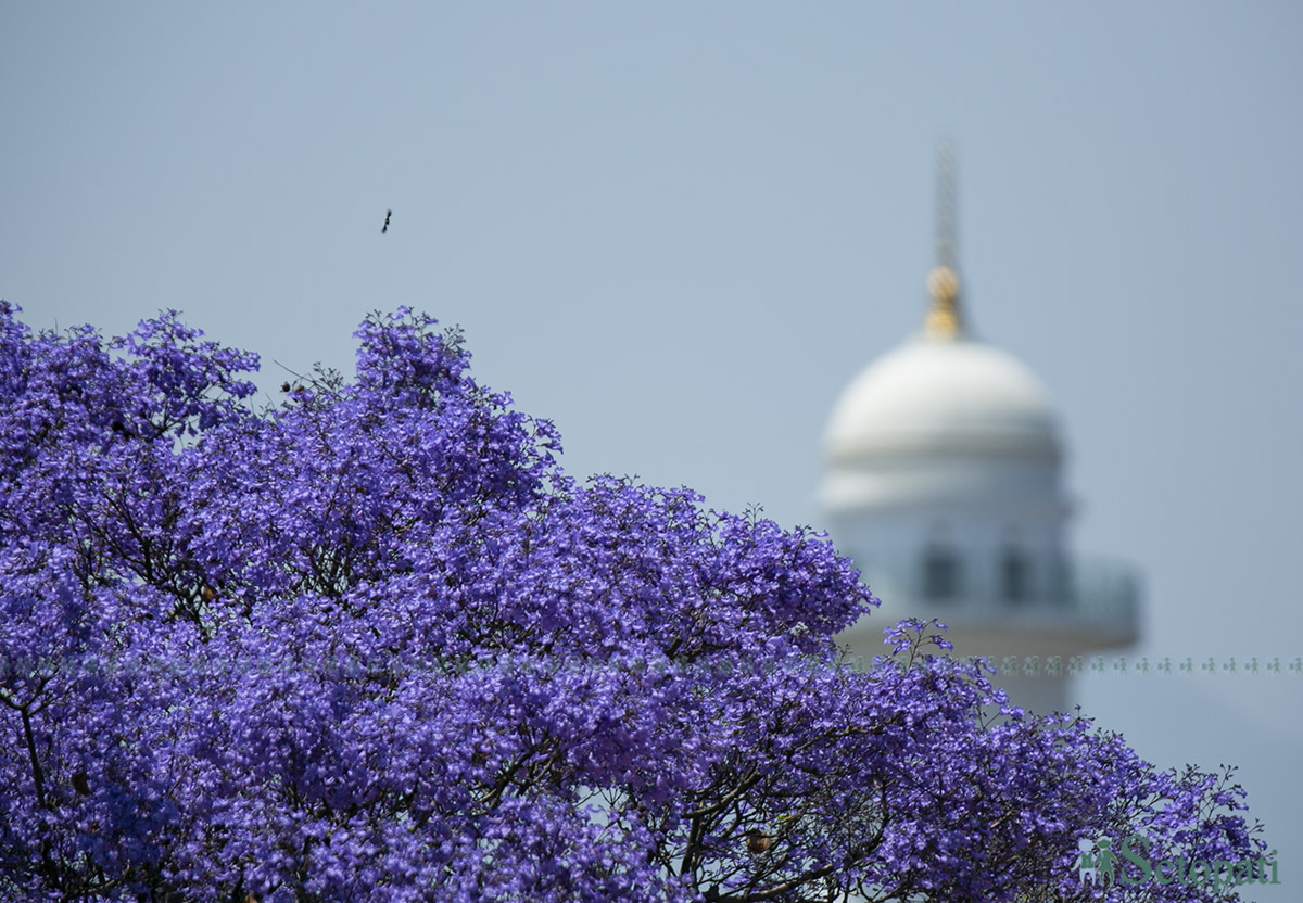 आजका तस्बिर- वैशाख १३