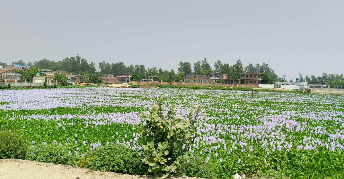 आजका तस्बिर- वैशाख १३