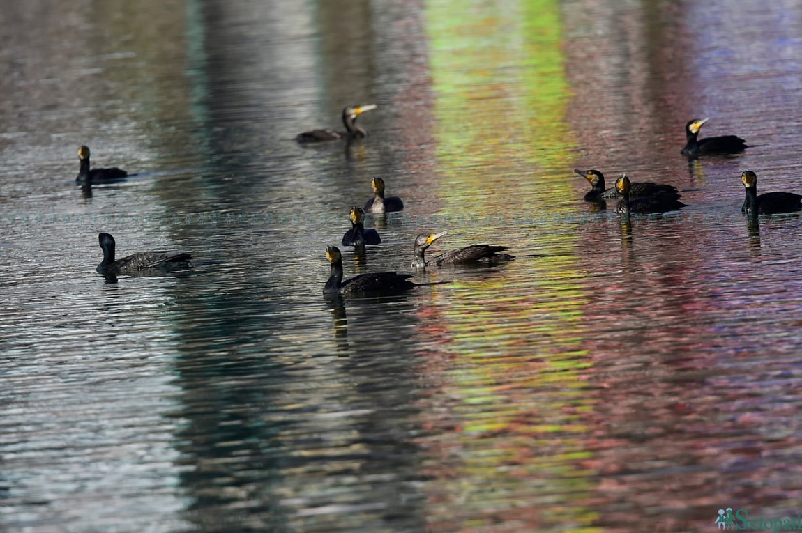 आजका तस्बिर: मंसिर ३०