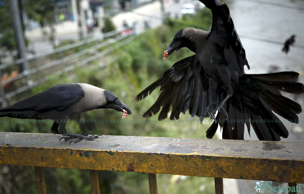 तस्बिरः नवीनबाबु गुरूङ/सेतोपाटी
