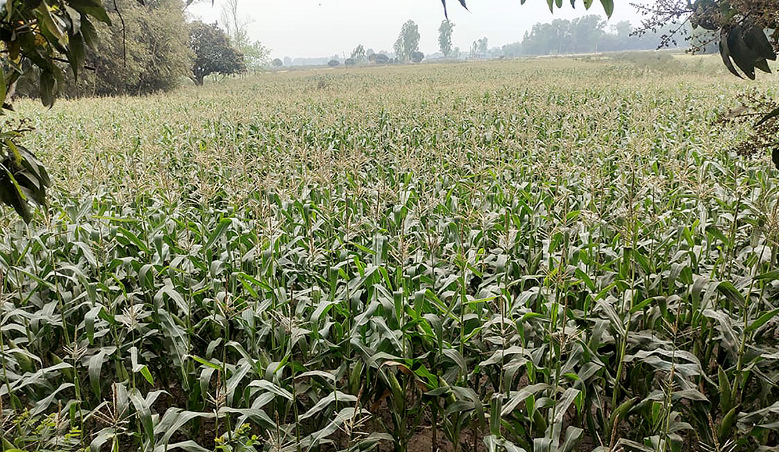 फाइल तस्बिर। रासस