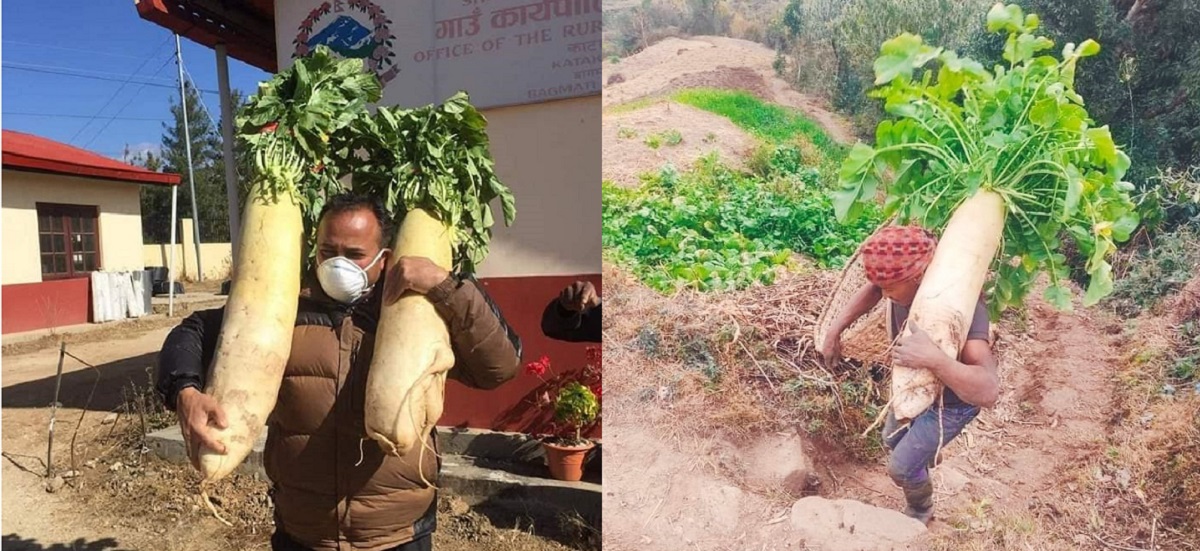 दोलखामा १४ किलोका मुला फलाउने किसान पदमबहादुर तामाङ (बायाँ) र त्यही मुला बोकेर उक्लिँदै गरेका उनका भतिज। तस्बिर सौजन्यः पदमबहादुर तामाङ