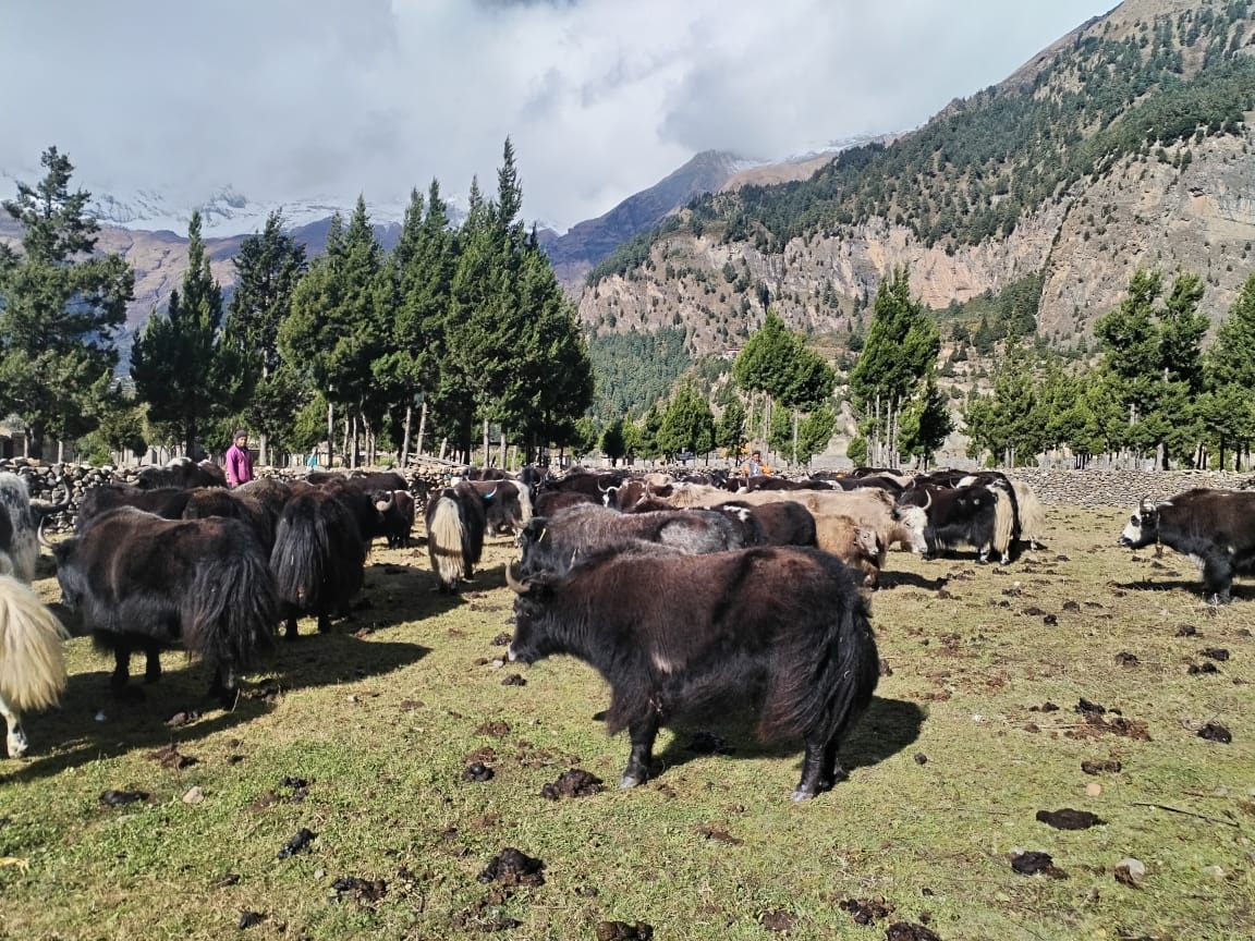 तस्बिर सौजन्यः सन्दीप गुरूङ