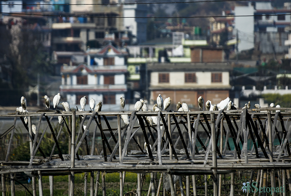 आजका तस्बिर- पुस ६