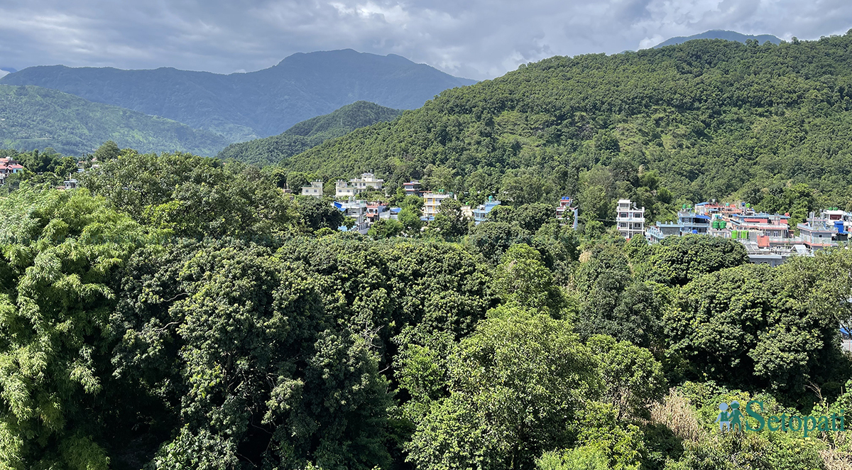 जग्गा हडप्न चलखेल भइरहेको लिची बगैंचा। तस्बिर: युवराज श्रेष्ठ/सेतोपाटी