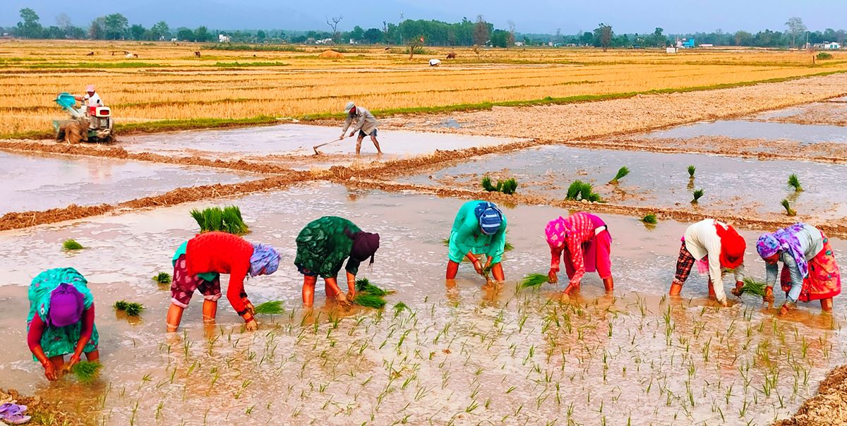 आजका तस्बिर- वैशाख ७