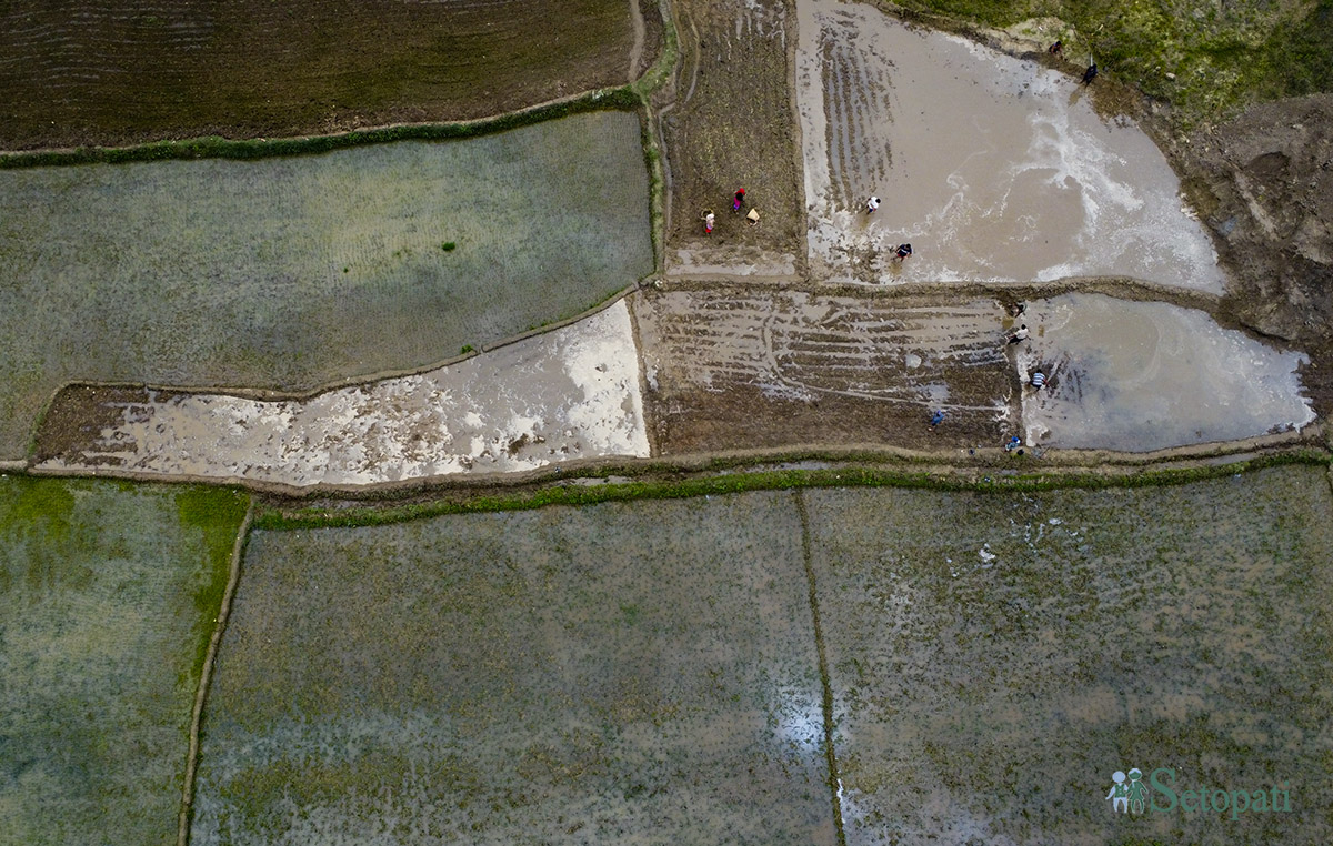 आजका तस्बिर- असार १५