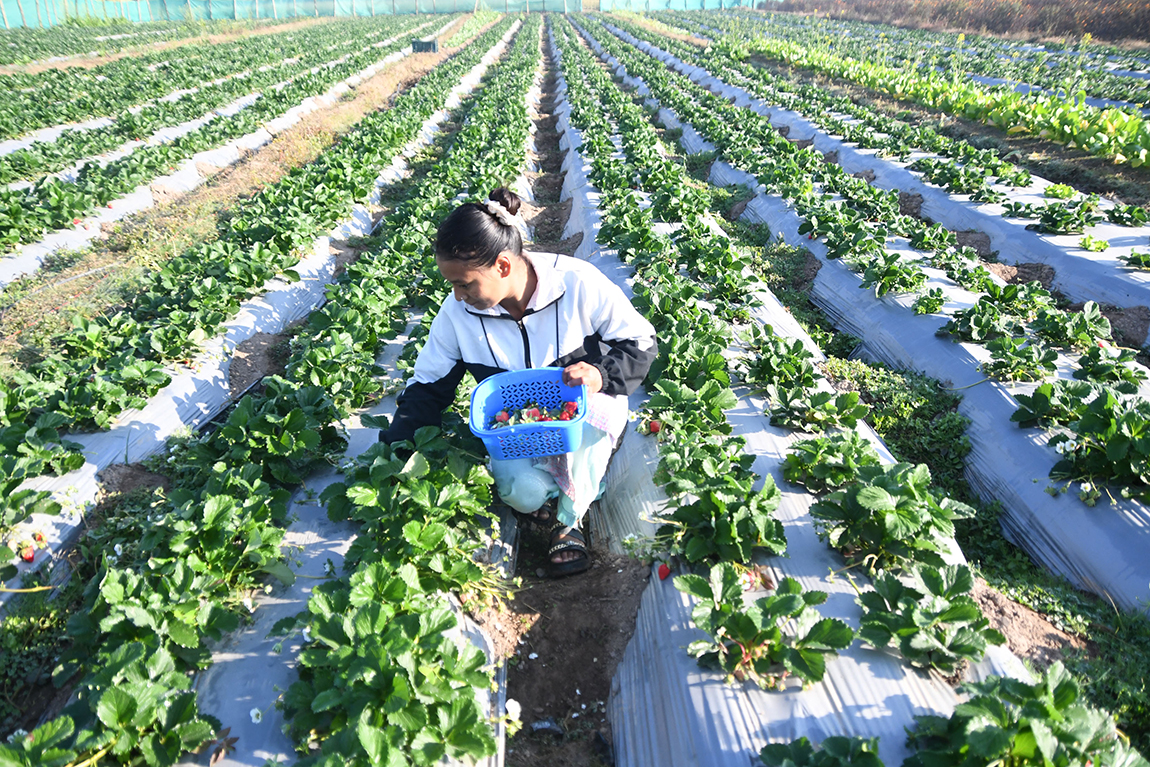 आजका तस्बिर- पुस ९