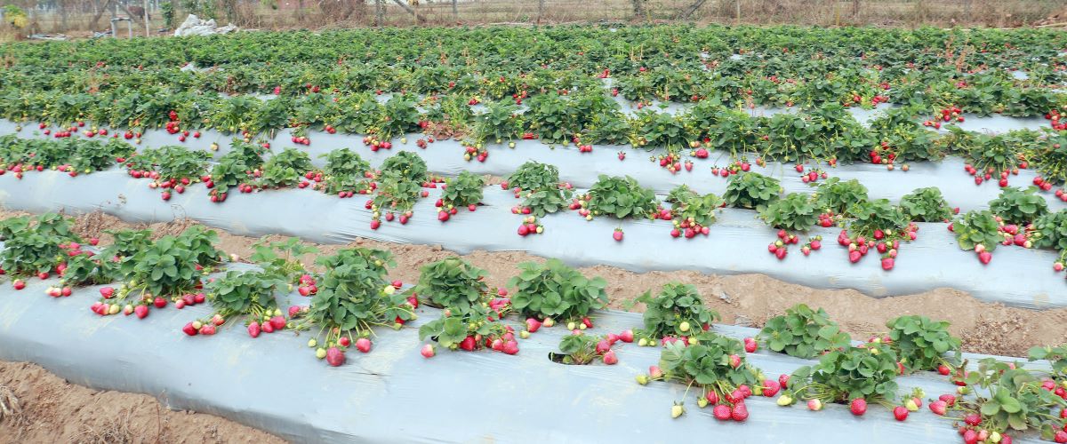 आजका तस्बिर- चैत ११