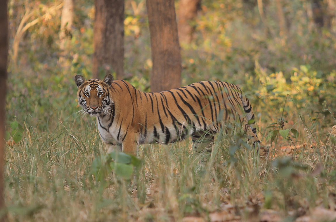 आजका तस्बिर- चैत ६